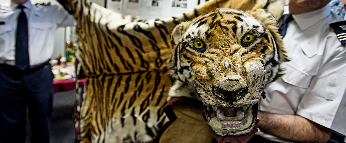 Tigerfell © WWF UK / James Morgan