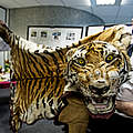 Tigerfell © WWF UK / James Morgan