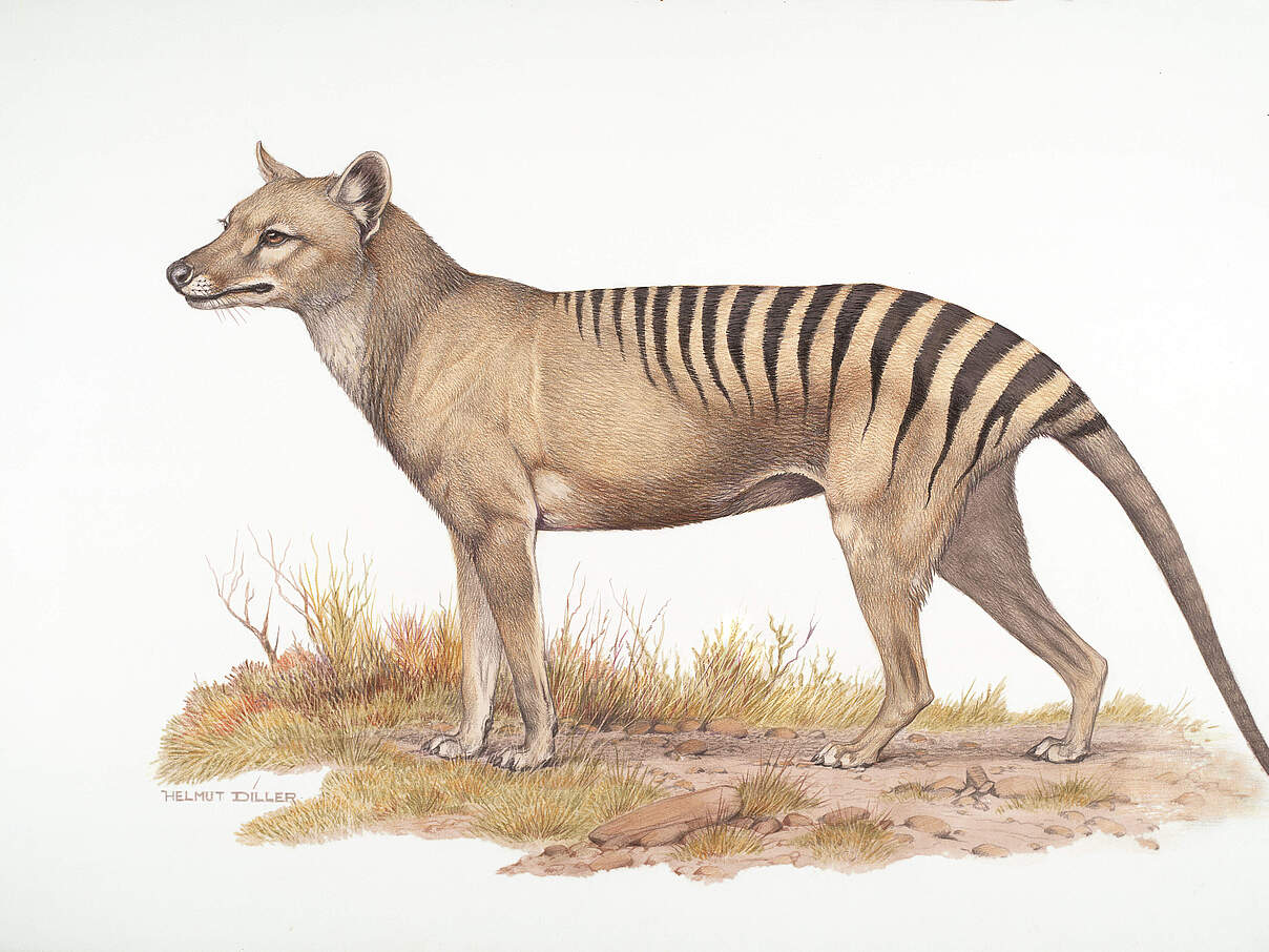 Zeichnung eines Tasmanischen Wolfs 