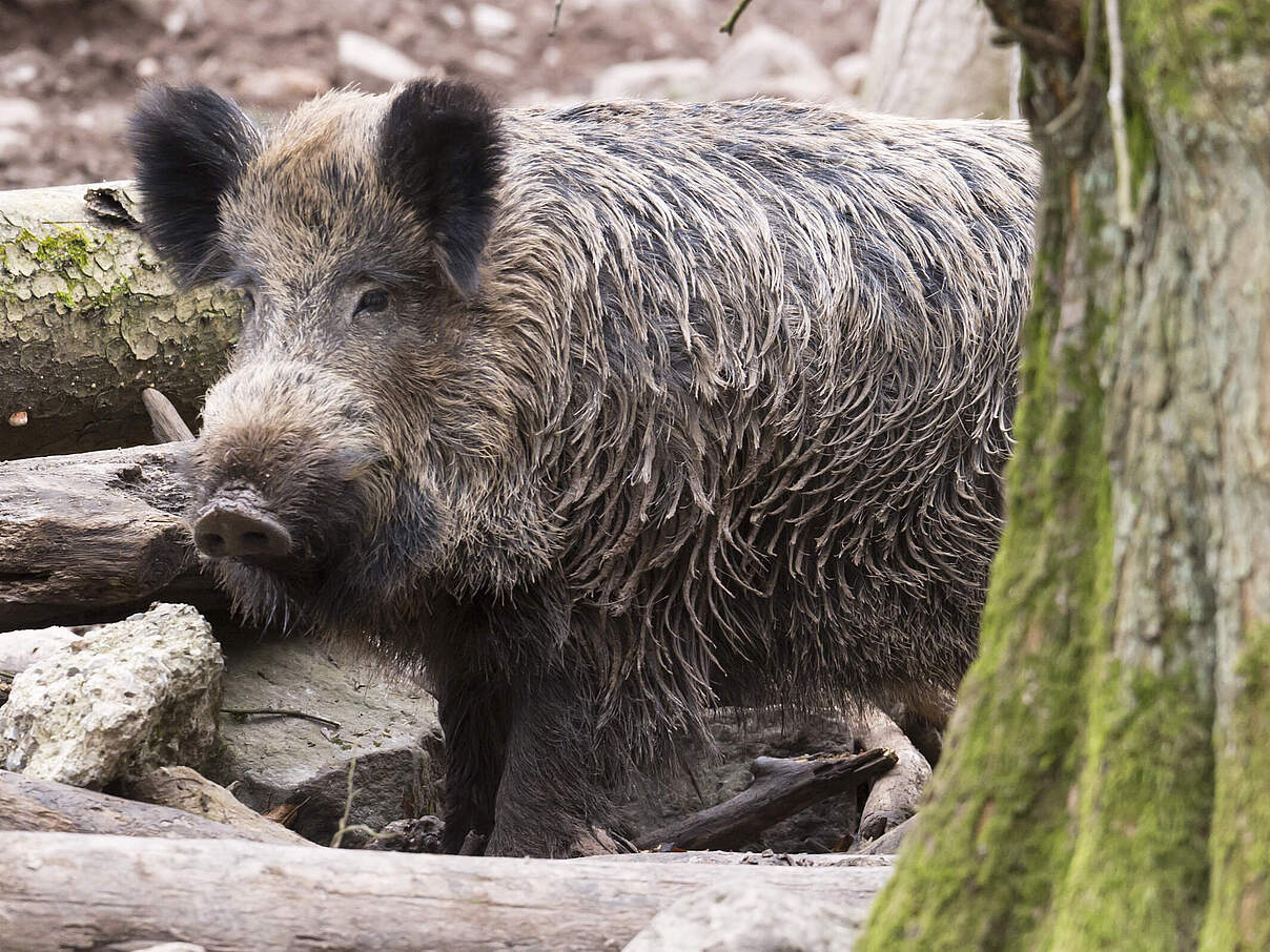 Wildschwein 