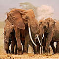 Afrikanische Elefanten © Martin Harvey / WWF