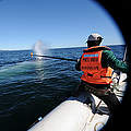 Besenderung von Blauwalen © WWF
