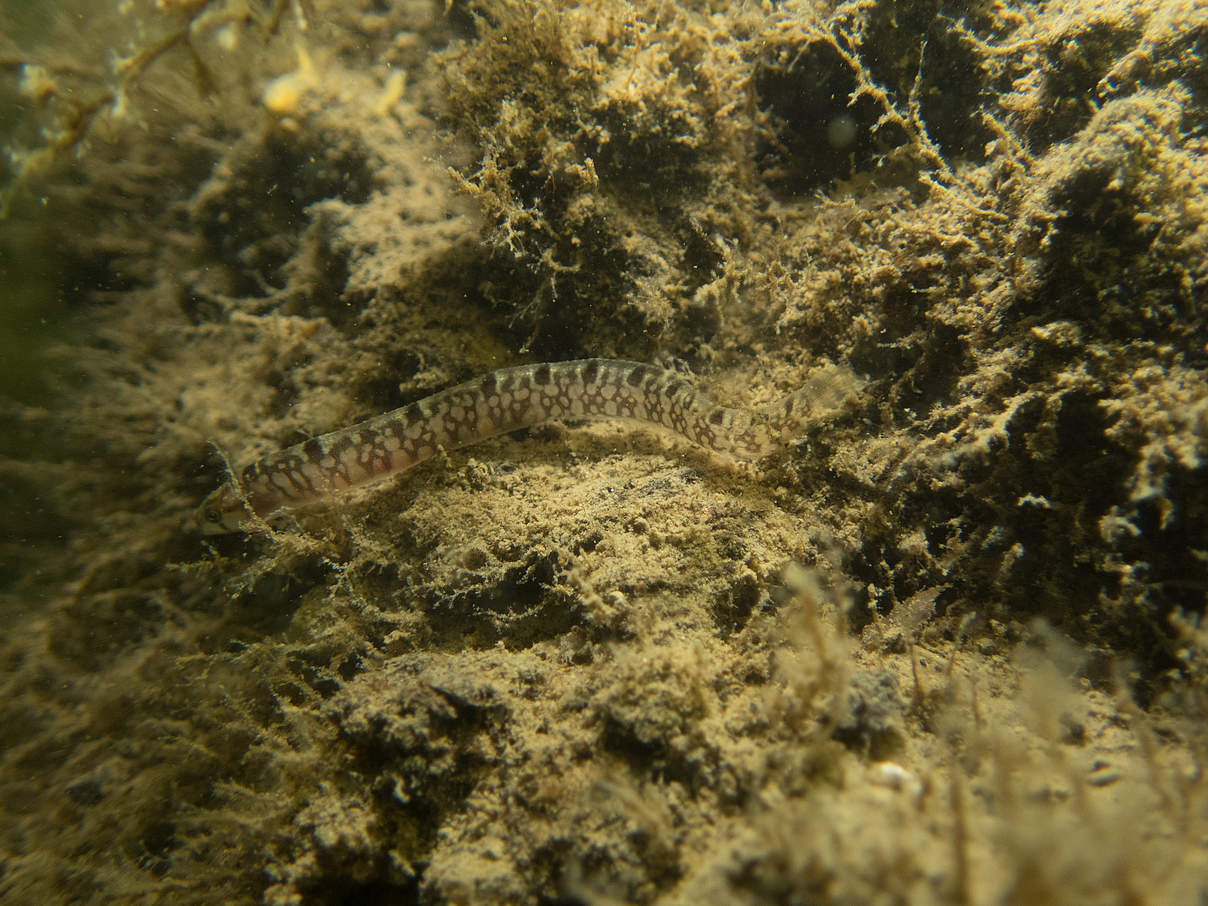 Ein kleiner Fisch, der typisch für den Nationalpark und das Weltnaturerbe Wattenmeer ist. © Michael Reiter