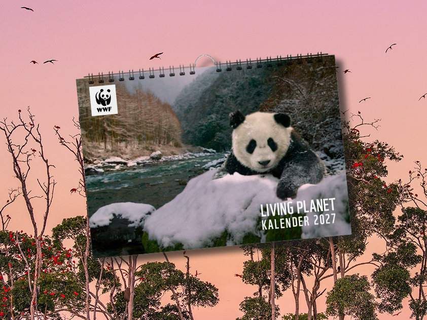 Bildcollage mit dem Living Planet Kalender 2027