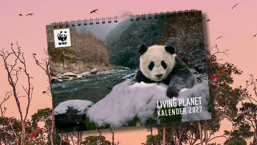Bildcollage mit dem Living Planet Kalender 2027