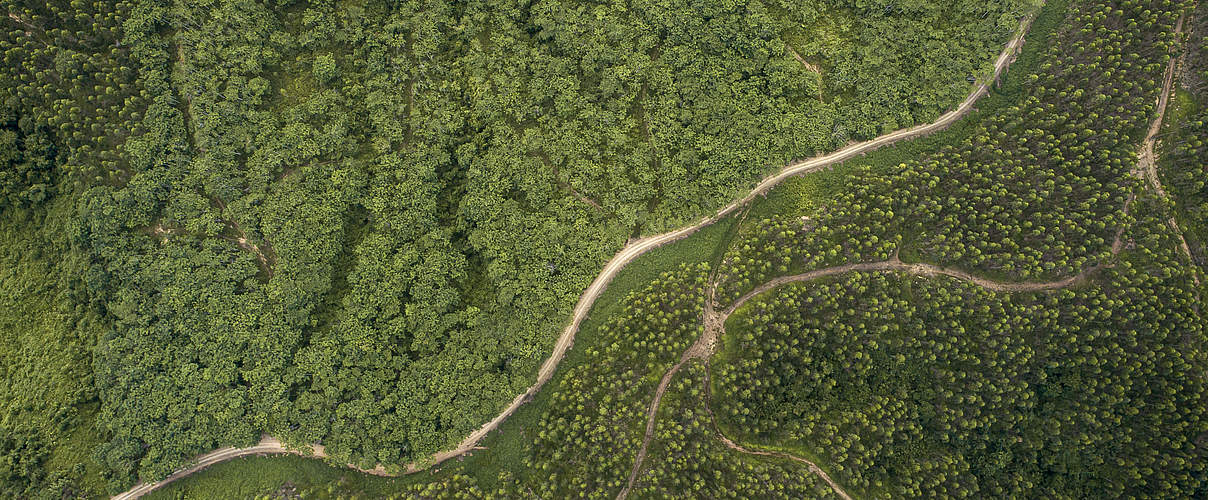 Luftbild über Borneo © Aaron Gekoski / WWF US