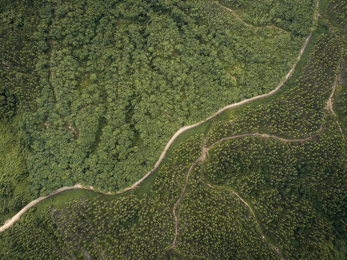 Luftbild über Borneo © Aaron Gekoski / WWF US