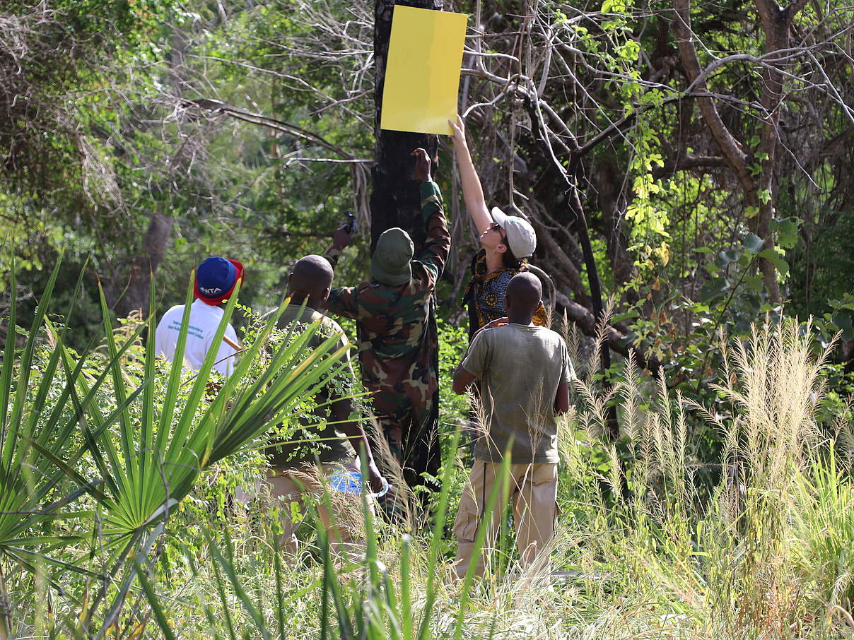 Monitoring der Wälder im WWF-Projektgebiet in Kwale. © WWF