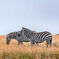 Zwei Zebras im Naturschutzgebiet in Kenia © Harish Segar / WWF