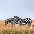 Zwei Zebras im Naturschutzgebiet in Kenia © Harish Segar / WWF