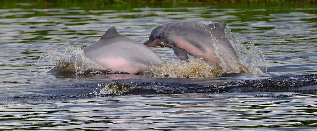 Flussdelfine gehören zu den eher unbekannten, aber bedrohten Arten © Fernando Trujillo