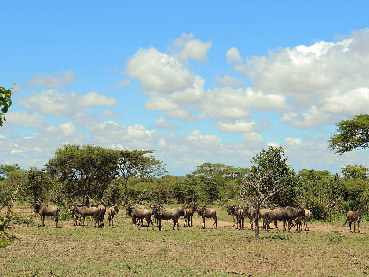 Gnu-Herde in der Ripoi Conservancy