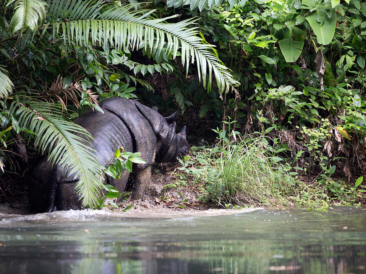 Java-Nashorn im Ujung Kulon National Park © Stephen ​Belcher Photography / WWF