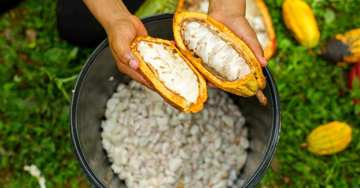 Mit Kakao den Regenwald erhalten | WWF