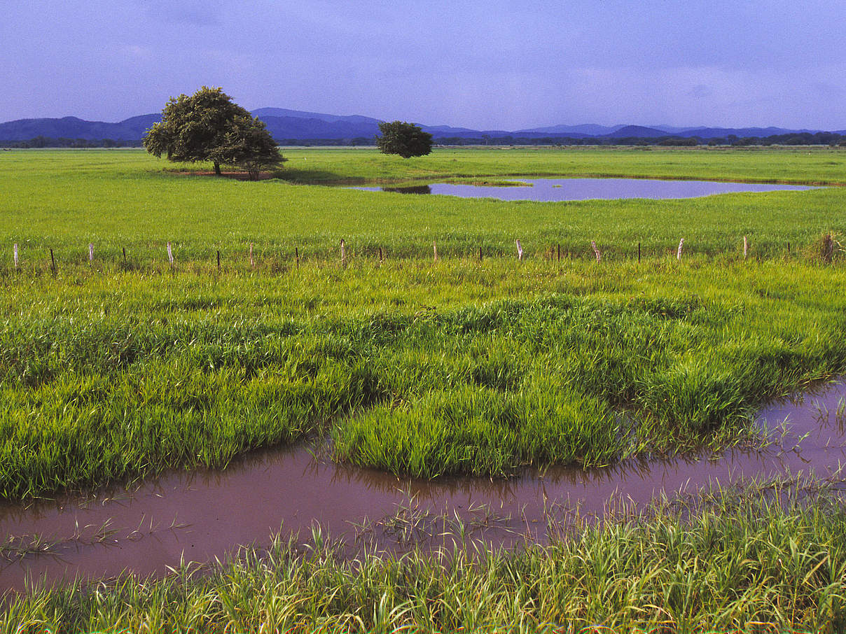 Orinoco Landschaft © Bruno Pambour / WWF