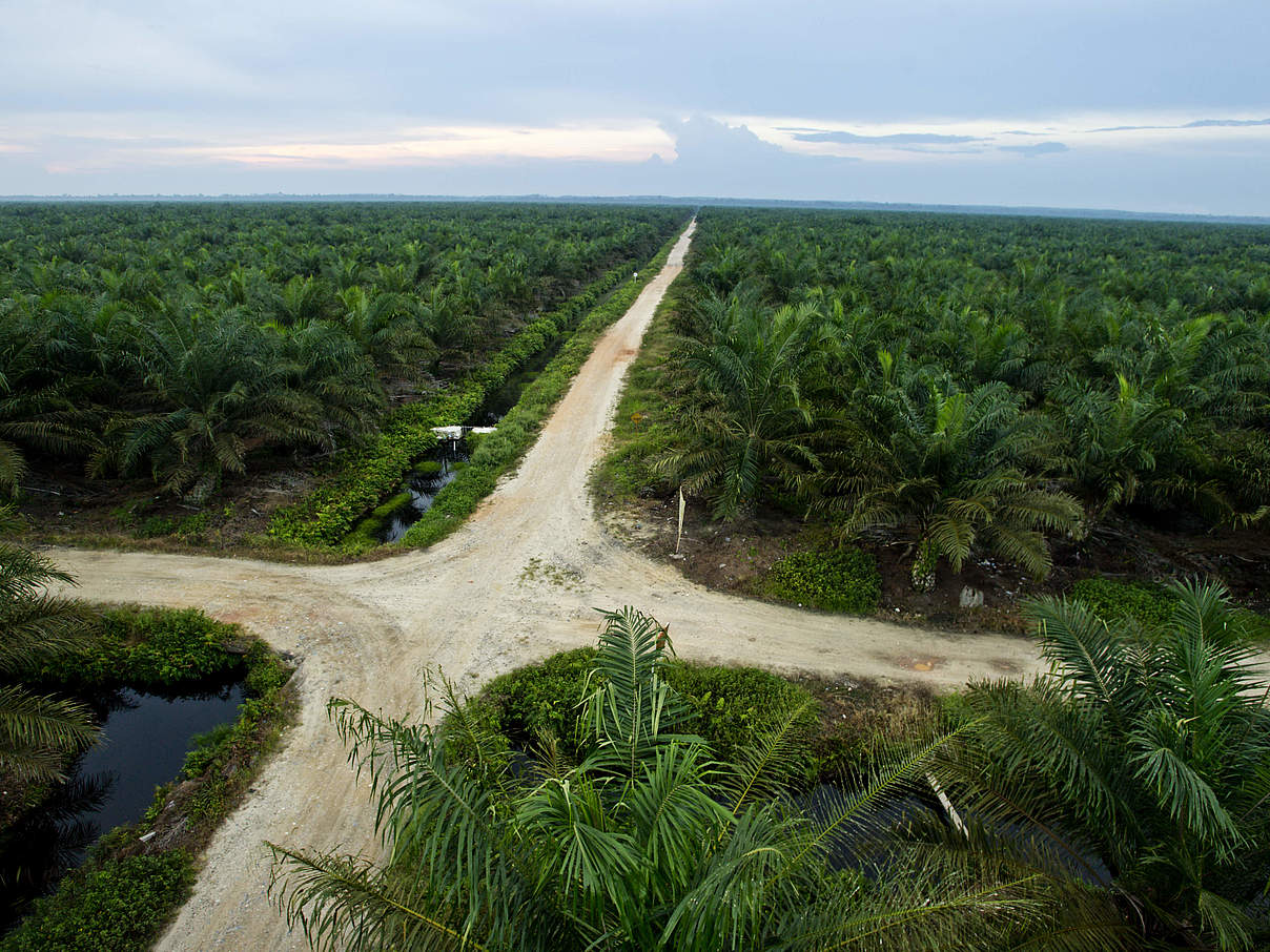 Palmölplantage © James Morgan / WWF-International