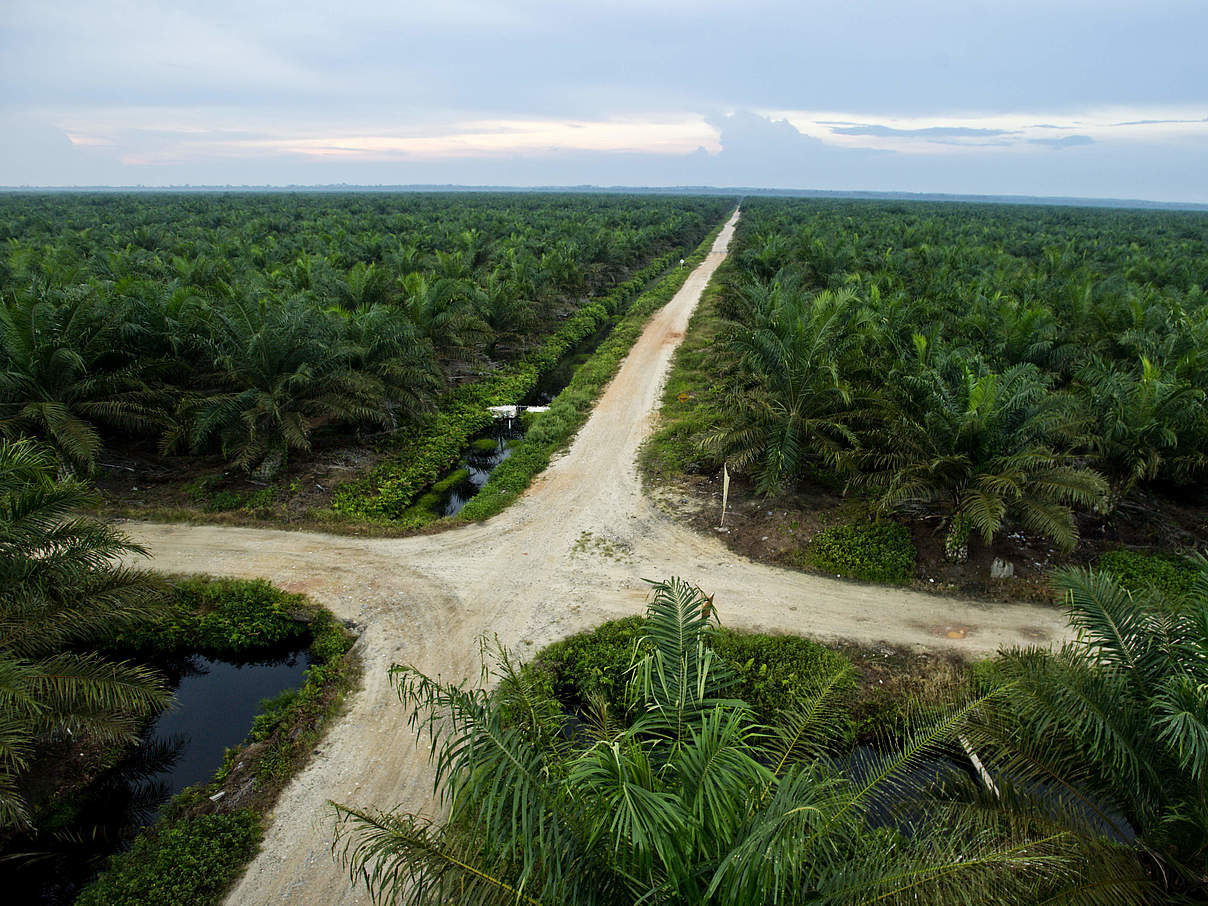Palmölplantage © James Morgan / WWF-International