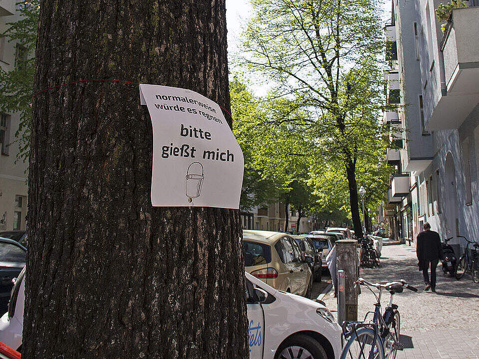 Im Sommer haben Stadtbäume Durst © Anja Bertuch / WWF