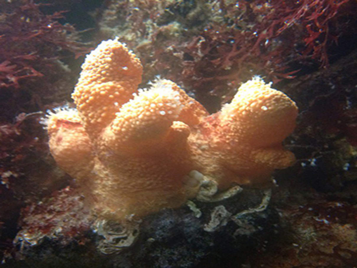 350 Alcyonium Lederkoralle c Stepahn Lutter WWF Lederkoralle (c) Stephan Lutter / WWF