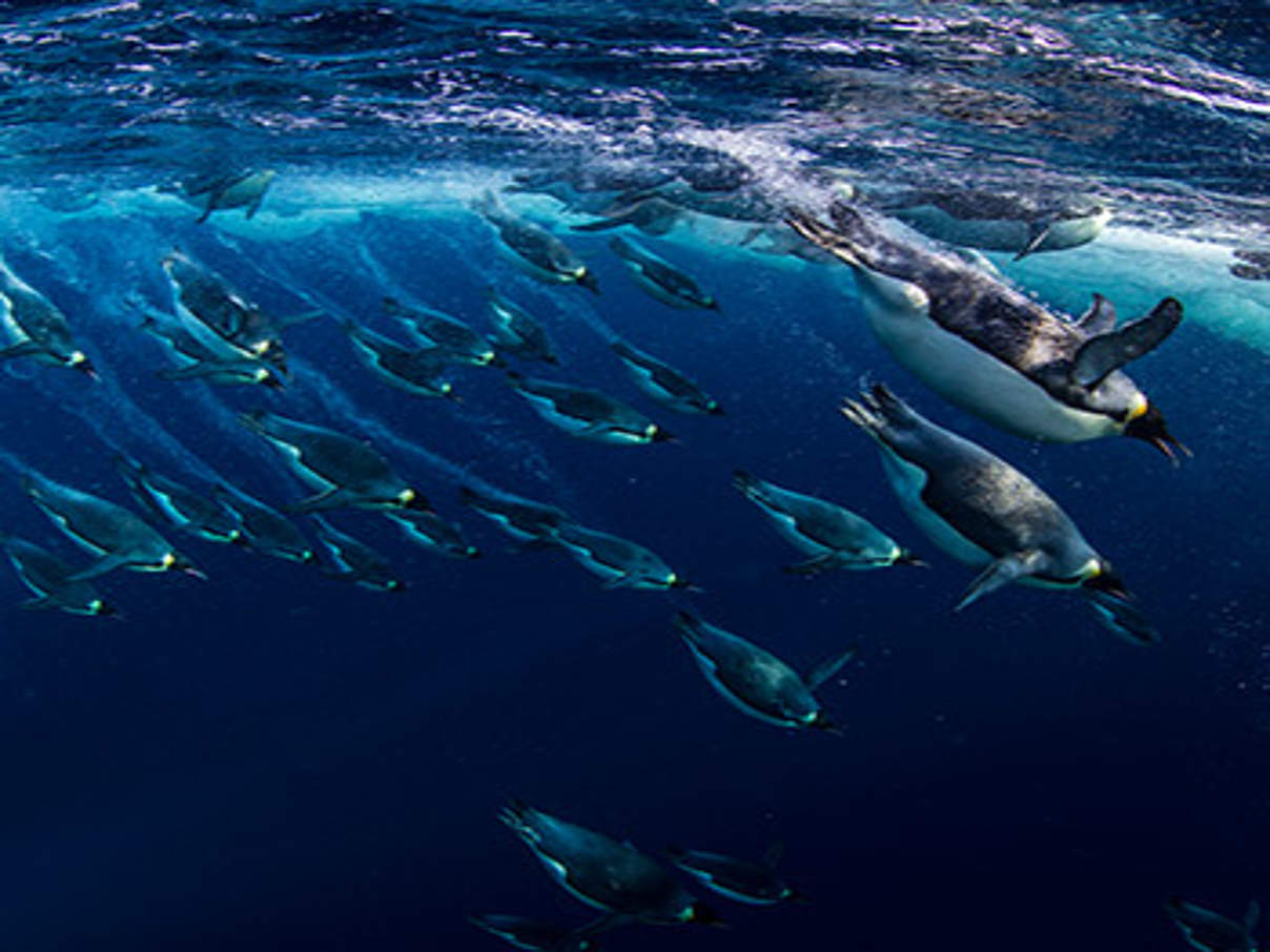 Tauchende Pinguine © National Geographic Creative Paul Nicklen WWF