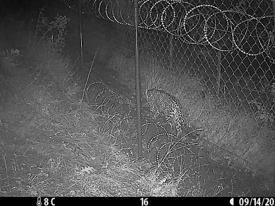 Schwarzweißbild bei Dunkelheit eines Leoparden, der an einem Zaun entlang läuft, von hinten