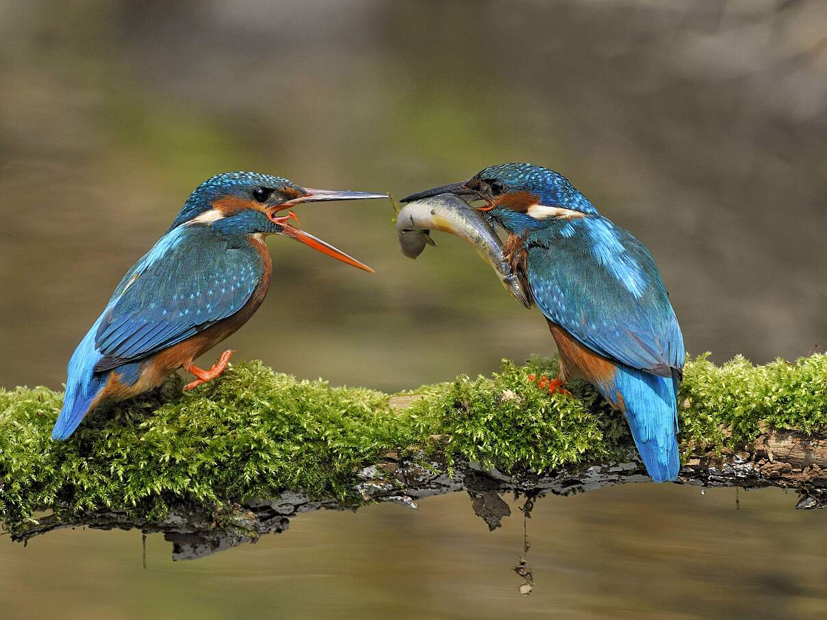 Eisvogelmännchen überreicht Weibchen einen Fisch.