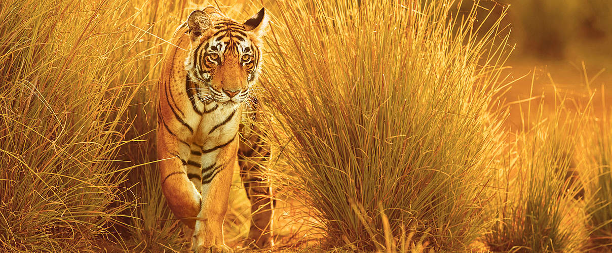 Bengal-Tiger in Indien © Photocech / iStock GettyImages