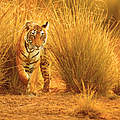 Bengal-Tiger in Indien © Photocech / iStock GettyImages