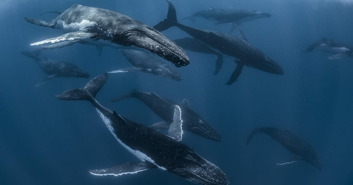 Ostpazifik: Autobahnen der Walwanderungen Ostpazifik: Autobahnen der Walwanderungen