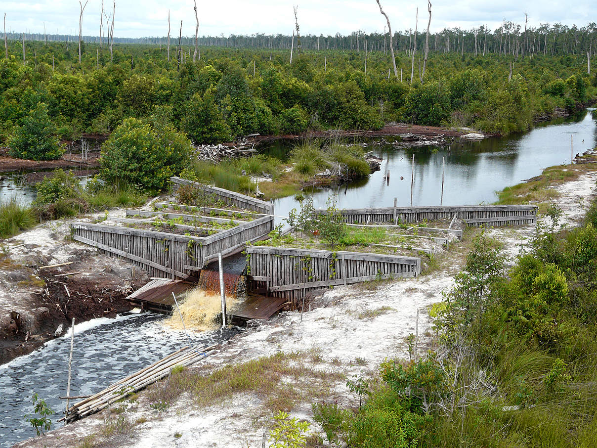 Staudamm zur Wiedervernässung © WWF-Indonesia / Tira Maya Maisesa