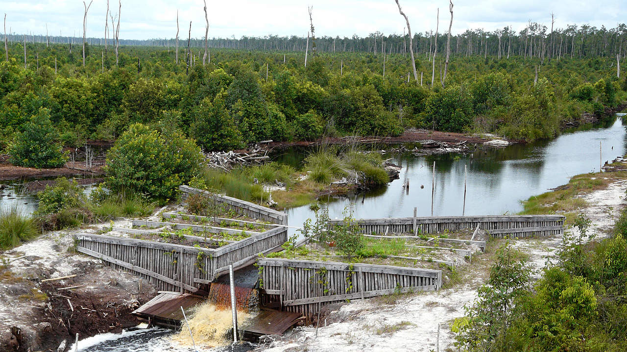 Staudamm zur Wiedervernässung © WWF-Indonesia / Tira Maya Maisesa