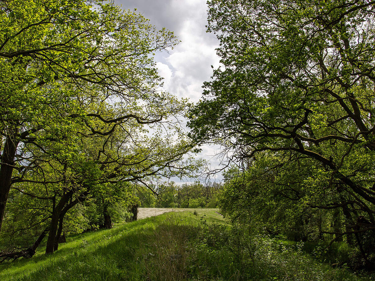 Im Mittelpunkt ist der Deich, der ein Pfad bewachsen mit Wiese und Blumen. Darum sind grüne Bäume und Wolken.
