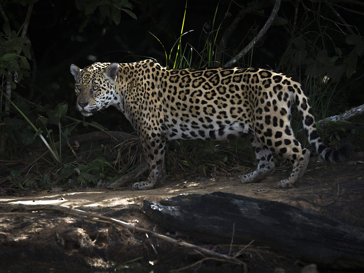 Jaguar © Andre Dib / WWF Brasilien