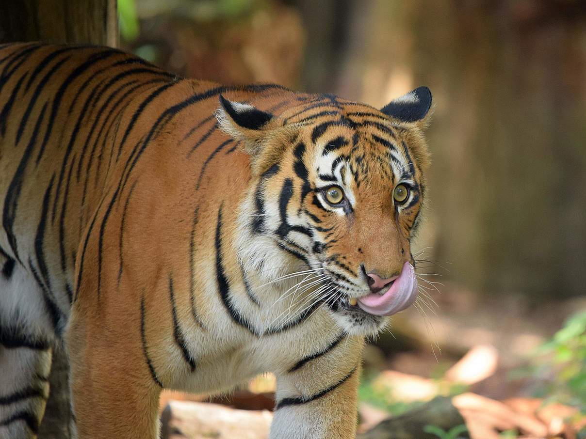 Malaysische Tiger sind stark bedroht © WWF-Malaysia / Shariff Mohamad