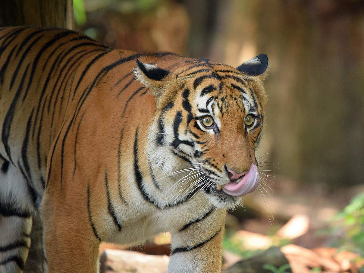 Malaysische Tiger sind stark bedroht © WWF-Malaysia / Shariff Mohamad Malaysische Tiger sind stark bedroht © WWF-Malaysia / Shariff Mohamad