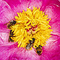 Rote Mauerbienen sammeln Pfingstrosen-Pollen