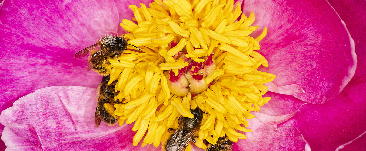 Rote Mauerbienen sammeln Pfingstrosen-Pollen