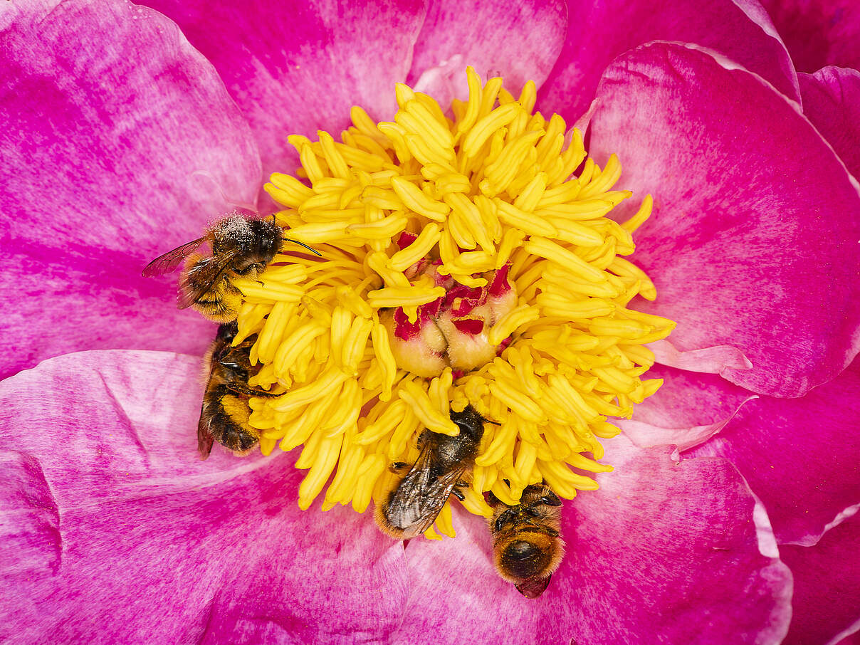 Rote Mauerbienen sammeln Pfingstrosen-Pollen