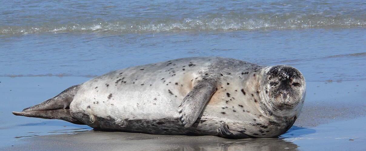Ausgewachsenes Seehund-Männchen an der Wasserkante © Hans-Ulrich Rösner