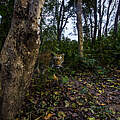 Tiger im Bardia-Nationalpark, in der Terai Arc-Region, Nepal © Emmanuel Rondeau / WWF-US