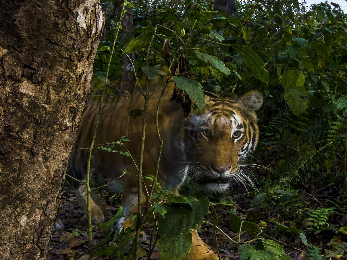 Tiger im Bardia-Nationalpark, in der Terai Arc-Region, Nepal © Emmanuel Rondeau / WWF-US