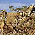 Geparden an einer Akazie in Tansania © IMAGO / imagebroker