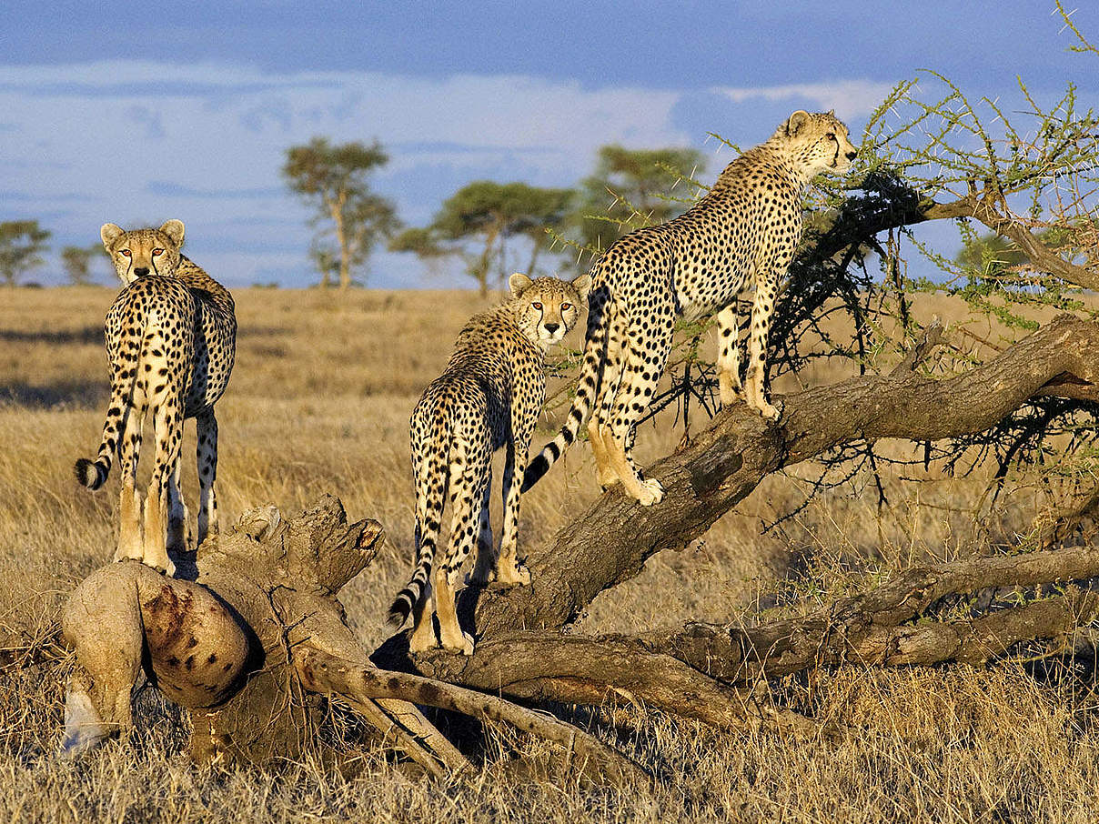 Geparden an einer Akazie in Tansania © IMAGO / imagebroker Geparden an einer Akazie in Tansania © IMAGO / imagebroker