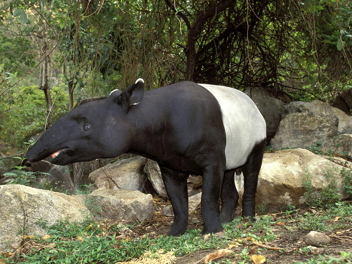 Schabrackentapir