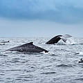 Wale und Delfine © Antonio Busiello / WWF US