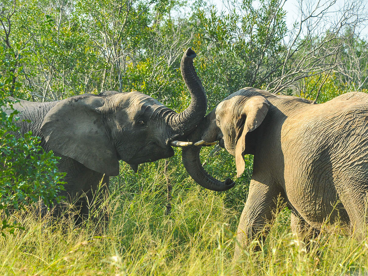 Afrikanische Savannenelefanten im hohen Gras © Colby Loucks / WWF US
