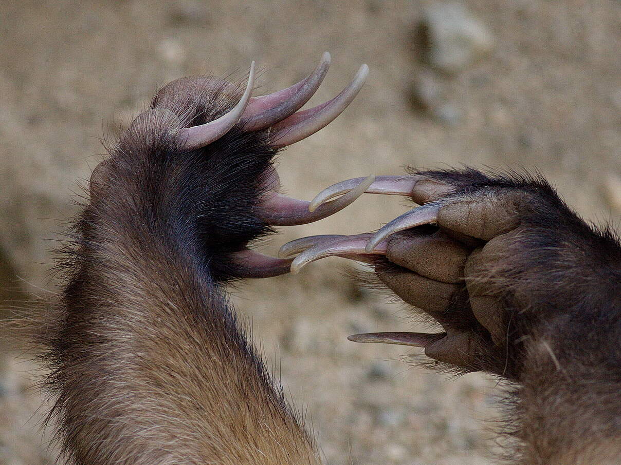 Dachspfoten mit langen Krallen 