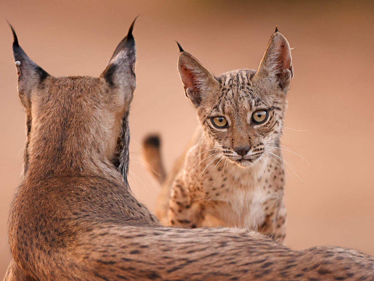 Iberischer Luchs mit Jungtier © Antonio LIÉBANA