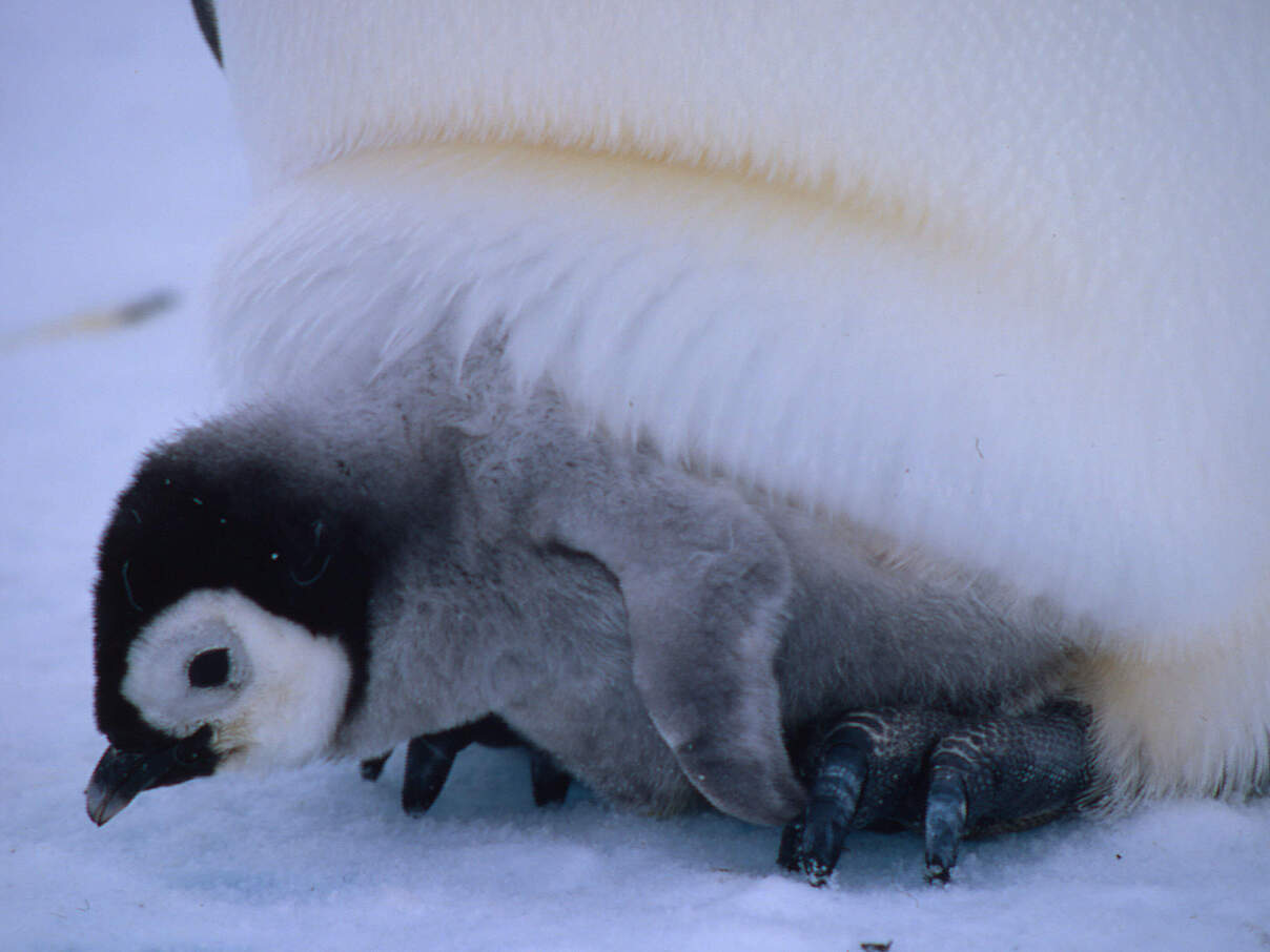 Ein Kaiserpinguin-Küken auf den Füßen eines Altvogels