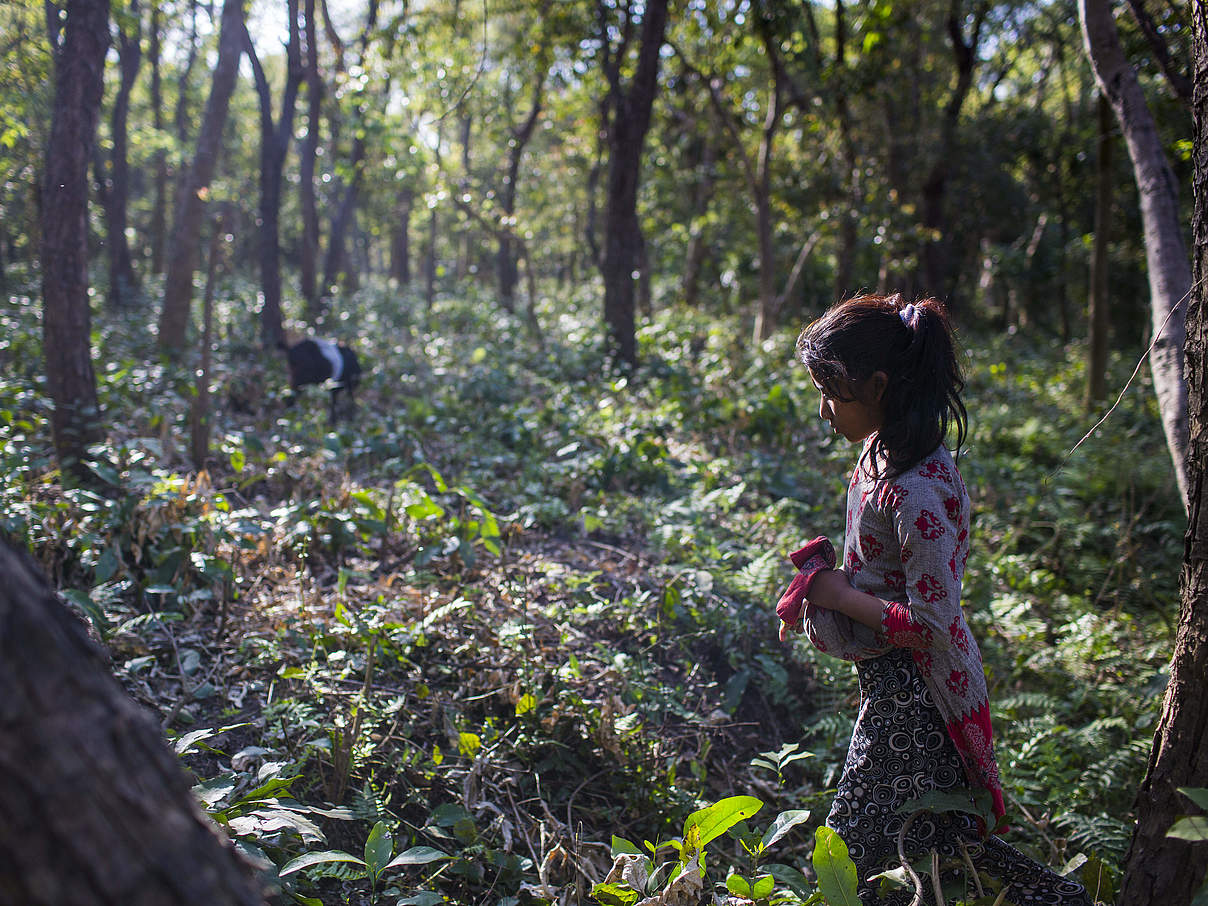 Mädchen sammelt Gras im Wald, Khata-Korridor / Nepal © Emmanuel Rondeau / WWF-US